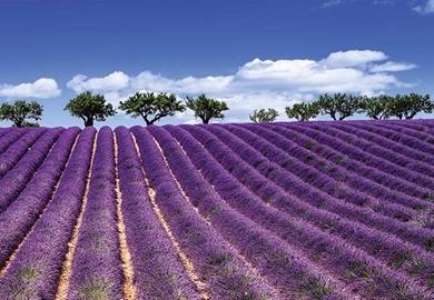 Secrets of Provence